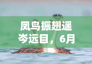 凤鸟振翅遥岑远目，6月时装【凤振遥岑】华丽来袭！