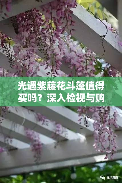 光遇紫藤花斗篷值得买吗？深入检视与购买建议